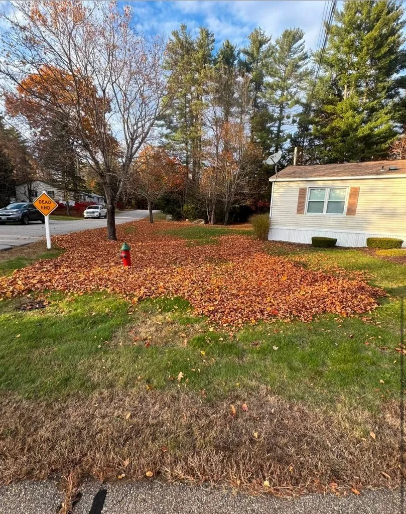 Yard covered in fall leaves before cleanup