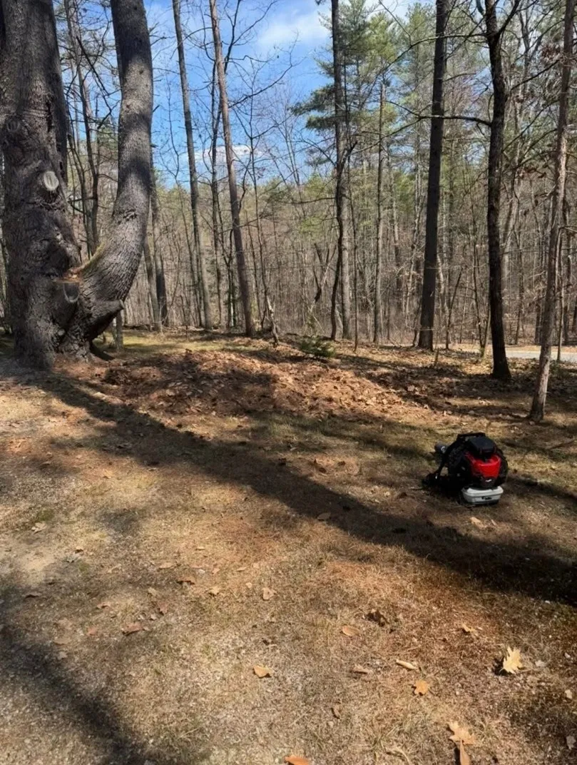 Yard after leaf cleanup.
