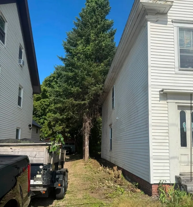 Tree standing between two houses before removal in Laconia